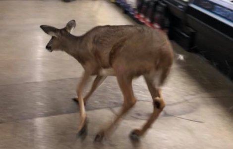 O caprioara a ajuns printre rafturile unui magazin din Indiana /VIDEO