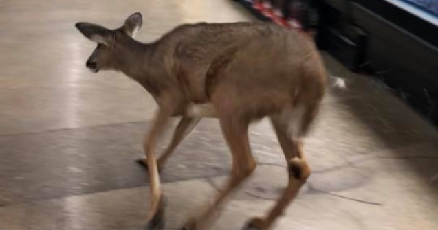 O caprioara a ajuns printre rafturile unui magazin din Indiana /VIDEO
