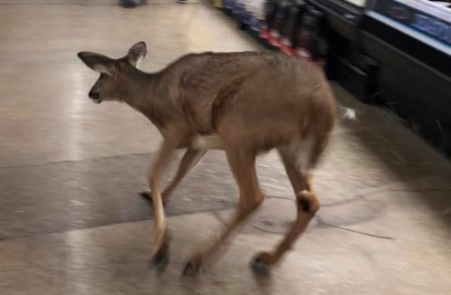 O caprioara a ajuns printre rafturile unui magazin din Indiana / VIDEO