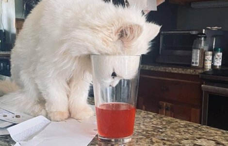  Top  Prinse in flagrant: 7 animale de companie care iti vor face ziua mai buna