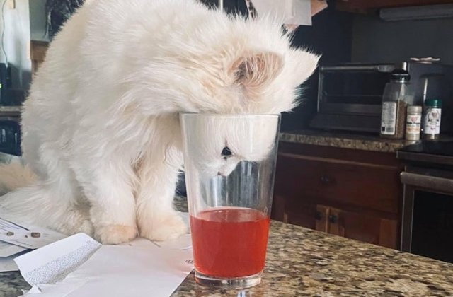 Prinse in flagrant: 7 animale de companie care iti vor face ziua mai buna