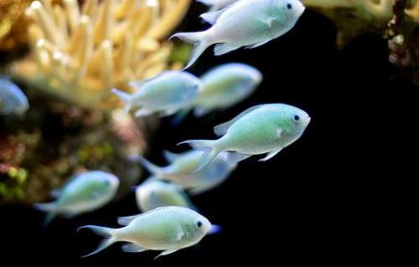 Pestii &#39;intra la apa&#39;