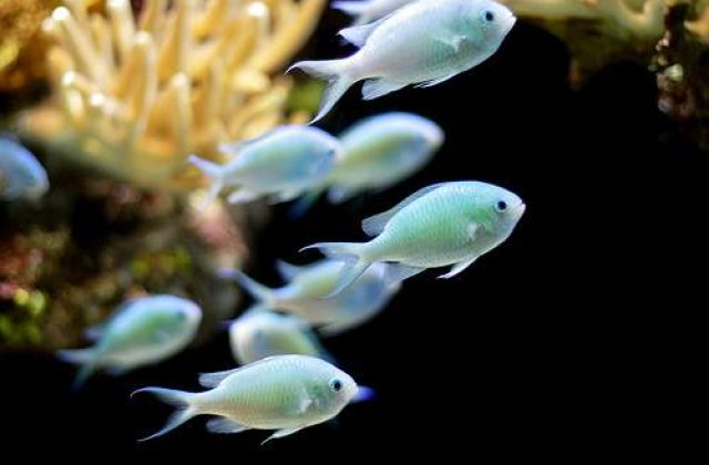 Pestii &#39;intra la apa&#39;