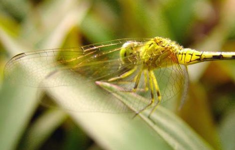 Libelula, cel mai mare migrator