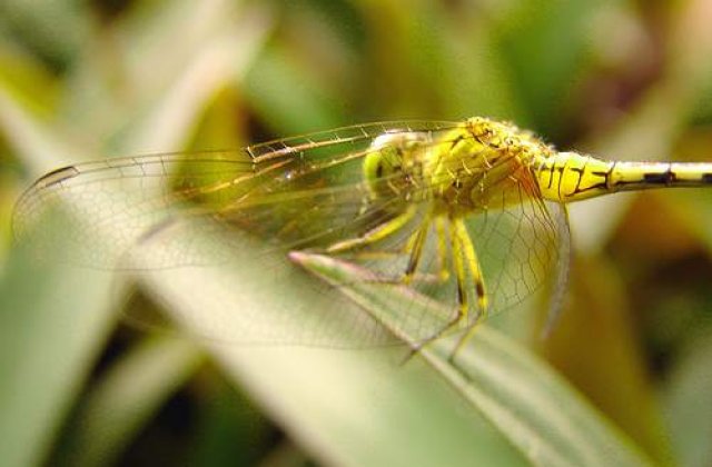 Libelula, cel mai mare migrator