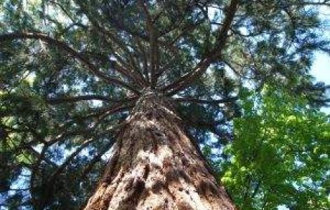 Cei mai mari si mai batrani arbori de pe Terra incep sa moara