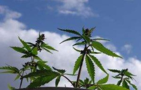 Deputatii cehi au aprobat utilizarea canabisului in scopuri terapeutice