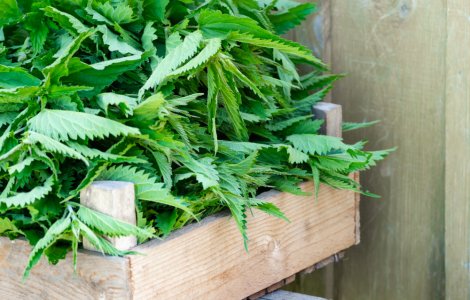  Top  Au calitati impresionante: 5 beneficii ale urzicilor care te vor menti