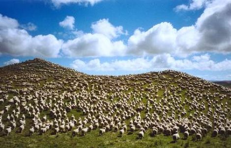 Vin fara emisii, cu oi miniaturale