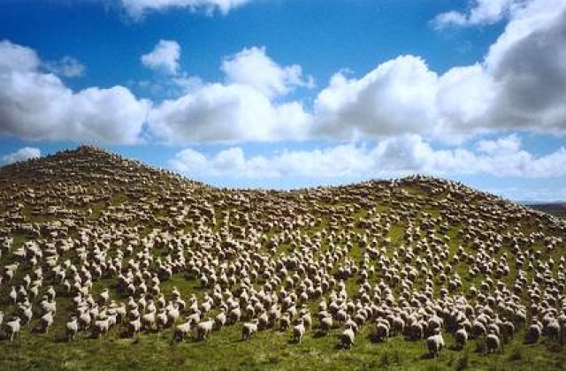 Vin fara emisii, cu oi miniaturale