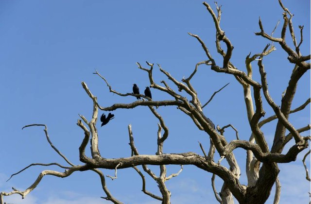 In California, si mortii sunt afectati de criza economica