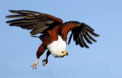 Vultur folosit pentru spionaj, capturat in Sudan