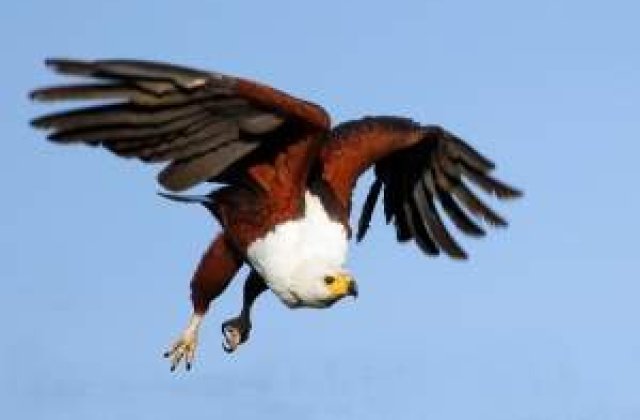 Vultur folosit pentru spionaj, capturat in Sudan