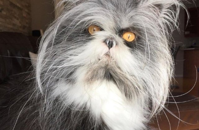 La prima vedere lasa de dorit, dar au un suflet minunat: 7 pisici care nu arata perfect, dar ne pot cuceri inimile