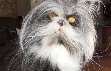  Top  Au un suflet minunat: 7 pisici care nu arata perfect, dar ne pot cucer