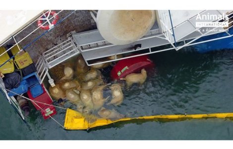 A inceput descarcarea celor 1400 de lesuri de pe vaporul esuat din Por