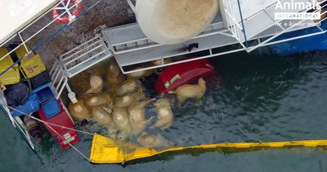 A inceput descarcarea celor 1400 de lesuri de pe vaporul esuat din Por