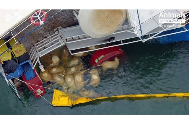 A inceput descarcarea celor 1400 de lesuri de pe vaporul esuat din Portul Midia