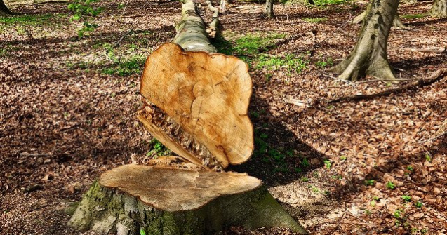 Exploatarea lemnului din Ocolului Silvic "Iuliu Moldovan" este legala