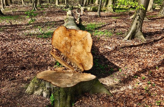 Ministerul Mediului: Exploatarea celor 551 metri cubi de lemn din Ocolului Silvic "Iuliu Moldovan" este legala