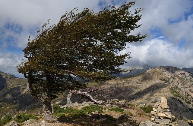 ANM: Cod galben de intensificari ale vantului in 24 de judete