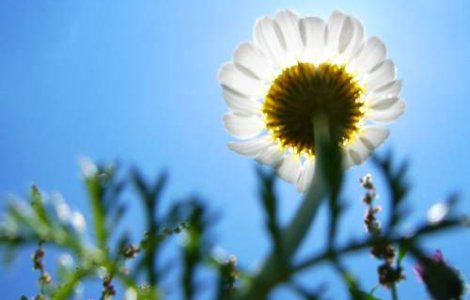 Esti stresat? Opreste-te si miroase florile!