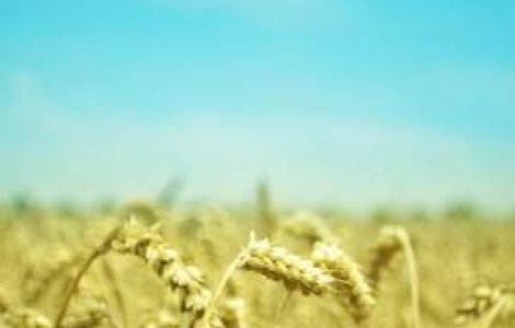 Cea mai mare parte a populatiei lumii va muri de foame. Cine zice asta?