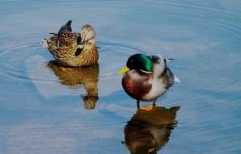 Un virus mai puternic al gripei aviare a ucis mii de pasari in Indonezia