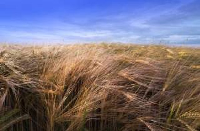 Venitul agricol real din Romania a avut cea mai abrupta scadere din UE in acest an