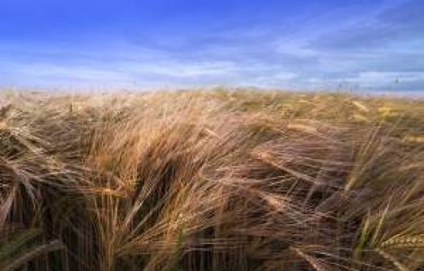 Venitul agricol real din Romania a avut cea mai abrupta scadere din UE in acest an