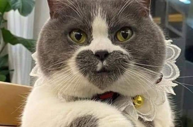 Trasaturile lor sunt unice si adorabile: 7 pisici care nu trec neobservate