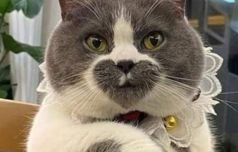  Top  Trasaturile lor sunt unice si adorabile: 7 pisici care nu trec neobser