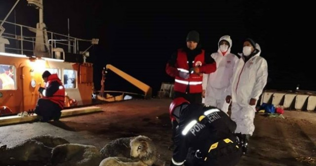 Cadavrele de oi din Midia au fost duse la incineratoriu de la Tulcea