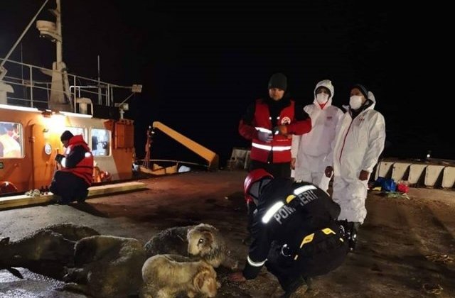 Cadavrele de oi din Midia au fost duse la incineratoriul de la Tulcea