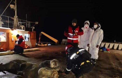 Cadavrele de oi din Midia au fost duse la incineratoriu de la Tulcea