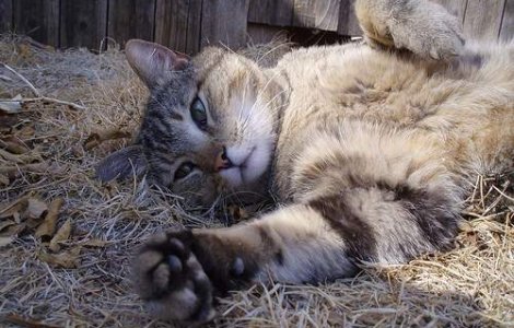 Pisicile sunt dreptace, motanii stangaci