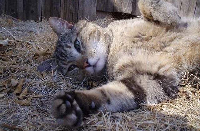 Pisicile sunt dreptace, motanii stangaci