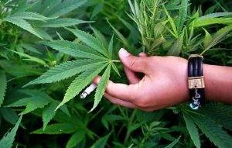 Amsterdamul va interzice fumatul de marijuana in scoli