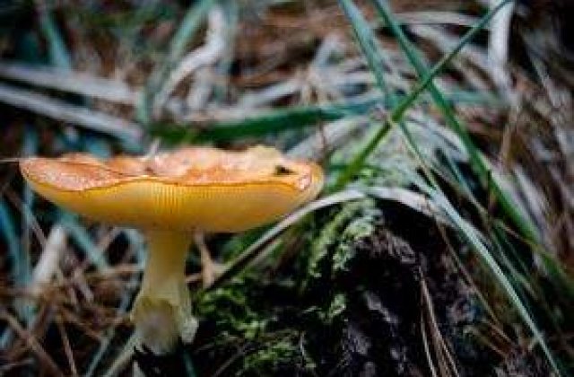 Leacuri vii cu ciuperci medicinale