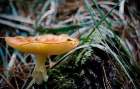 Leacuri vii cu ciuperci medicinale