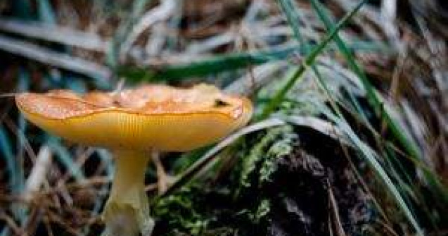 Leacuri vii cu ciuperci medicinale