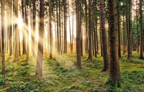 Iohannis si ministrii PNL participa la cea mai ampla campanie de impadurire