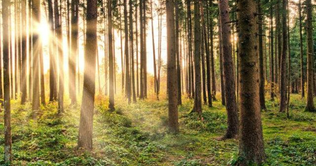 Iohannis si ministrii PNL participa la cea mai ampla campanie de impadurire