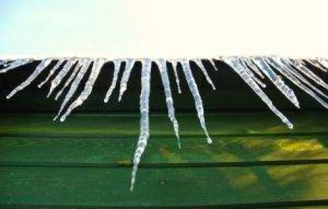 ATENTIE la turturi! Sotia lui Mircea Dinescu a ajuns in spital din cauza lor