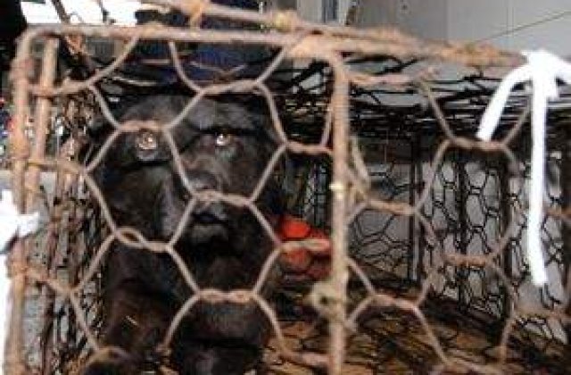 &#39;In custile din Baneasa, cainii mor de foame sau isi devoreaza semenii. Cine ii salveaza?&#39;