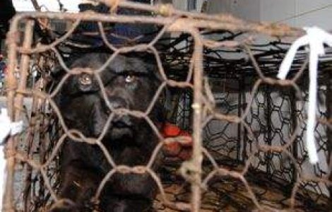 &#39;In custile din Baneasa, cainii mor de foame sau isi devoreaza semenii. Cine ii salveaza?&#39;