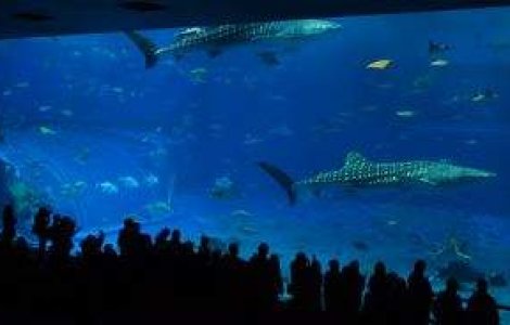 VIDEO: The Barcelona, printre pestii celui mai mare acvariu din lume