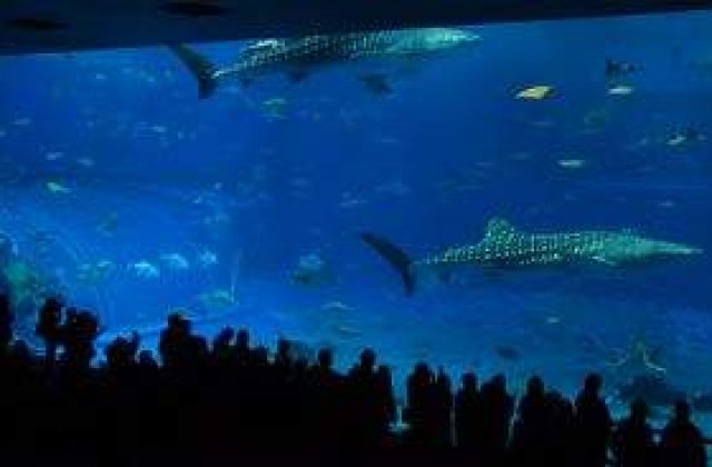 VIDEO: The Barcelona, printre pestii celui mai mare acvariu din lume