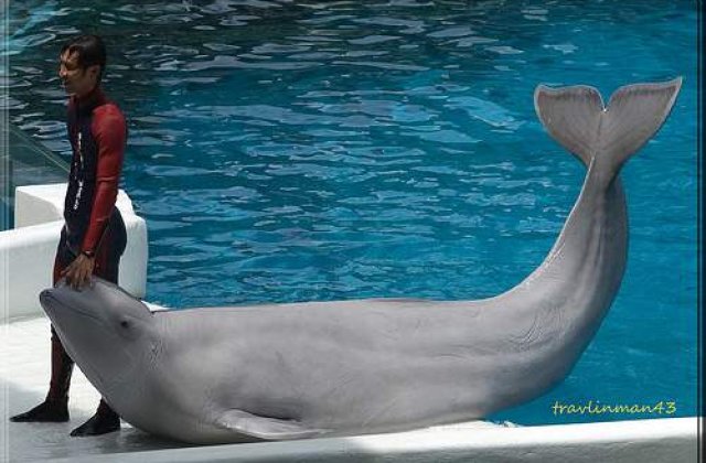 O balena a salvat o femeie de la inec