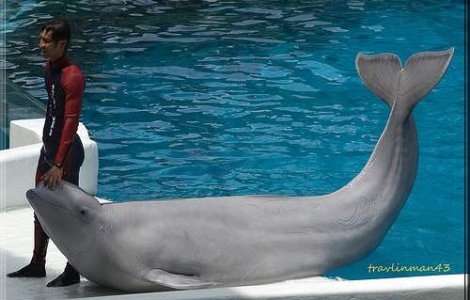 O balena a salvat o femeie de la inec